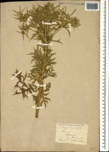Eryngium campestre L., Caucasus, Stavropol Krai, Karachay-Cherkessia & Kabardino-Balkaria (K1b) (Russia)