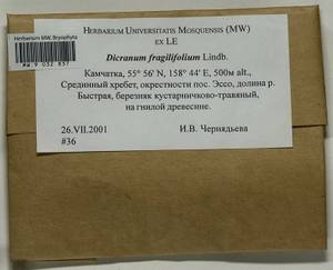 Dicranum fragilifolium Lindb., Bryophytes, Bryophytes - Chukotka & Kamchatka (B21) (Russia)