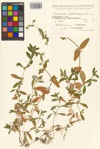 Cerastium fischerianum Ser., Siberia, Chukotka & Kamchatka (S7) (Russia)