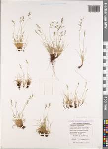 Festuca sommieri Litard., Caucasus, Stavropol Krai, Karachay-Cherkessia & Kabardino-Balkaria (K1b) (Russia)