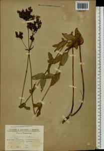 Hypericum montanum L., Eastern Europe, South Ukrainian region (E12) (Ukraine)