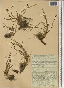 Butomus junceus Turcz., Mongolia (MONG) (Mongolia)