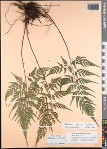 Asplenium onopteris L., South Asia, South Asia (Asia outside ex-Soviet states and Mongolia) (ASIA) (Turkey)