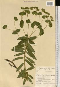 Euphorbia stepposa Zoz ex Prokh., Eastern Europe, Central forest-and-steppe region (E6) (Russia)