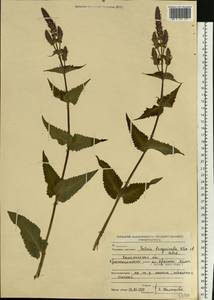 Salvia nemorosa subsp. pseudosylvestris (Stapf) Bornm., Eastern Europe, North-Western region (E2) (Russia)