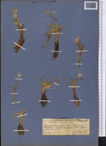 Colchicum kesselringii Regel, Middle Asia, Western Tian Shan & Karatau (M3) (Kazakhstan)