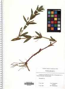 Gratiola officinalis L., Eastern Europe, Middle Volga region (E8) (Russia)