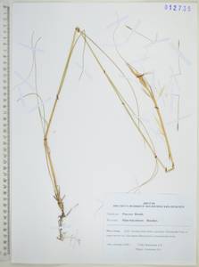 Stipa baicalensis Roshev., Siberia, Russian Far East (S6) (Russia)