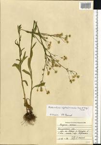 Erigeron annuus (L.) Pers., Eastern Europe, Central region (E4) (Russia)