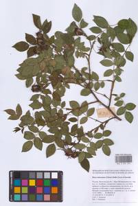 Rosa subcanina (Christ) Dalla Torre & Sarnth., Eastern Europe, Moscow region (E4a) (Russia)