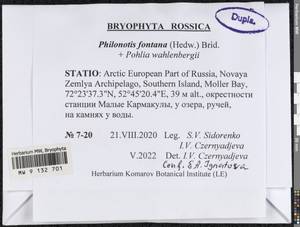 Philonotis fontana (Hedw.) Brid., Bryophytes, Bryophytes - European North East (B7) (Russia)