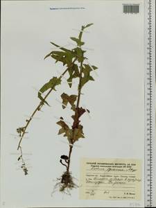 Lactuca indica L., Siberia, Russian Far East (S6) (Russia)