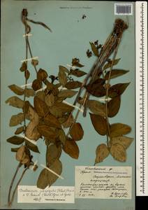 Vincetoxicum juzepczukii × hirundinaria, Crimea (KRYM) (Russia)