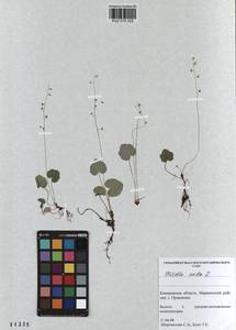 Mitella nuda L., Siberia, Altai & Sayany Mountains (S2) (Russia)