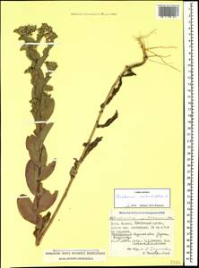 Bupleurum rotundifolium L., Caucasus, North Ossetia, Ingushetia & Chechnya (K1c) (Russia)