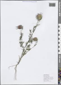 Nigella damascena L., Caucasus, Black Sea Shore (from Novorossiysk to Adler) (K3) (Russia)