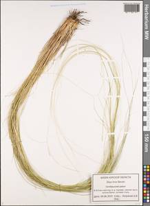 Stipa tirsa Steven, Eastern Europe, Central forest-and-steppe region (E6) (Russia)