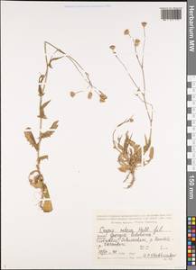 Crepis setosa Hallier fil., Caucasus, Georgia (K4) (Georgia)