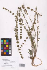 Silene borysthenica (Gruner) Walters, Eastern Europe, Central forest-and-steppe region (E6) (Russia)