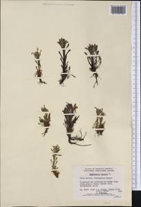 Pedicularis hirsuta L., America (AMER) (Canada)