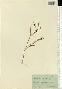 Ranunculus kauffmanii P. Clerc, Eastern Europe, Moscow region (E4a) (Russia)