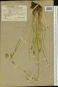 Anthoxanthum nipponicum Honda, Siberia, Altai & Sayany Mountains (S2) (Russia)