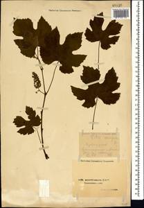 Vitis vinifera L., Caucasus, Azerbaijan (K6) (Azerbaijan)