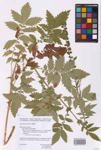 Agrimonia procera Wallr., Eastern Europe, Central region (E4) (Russia)