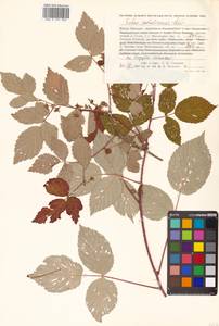 Rubus idaeus subsp. melanolasius Focke, Siberia, Russian Far East (S6) (Russia)