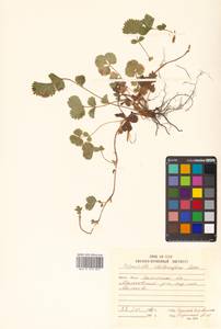 Potentilla stolonifera Lehm. ex Ledeb., Siberia, Chukotka & Kamchatka (S7) (Russia)