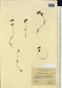 Chrysosplenium pilosum Maxim., Siberia, Russian Far East (S6) (Russia)