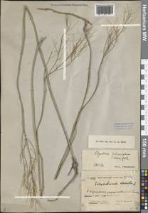 Sisymbrium polymorphum (Murray) Roth, Middle Asia, Caspian Ustyurt & Northern Aralia (M8) (Kazakhstan)