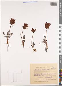 Pedicularis sudetica Willd., Siberia, Chukotka & Kamchatka (S7) (Russia)