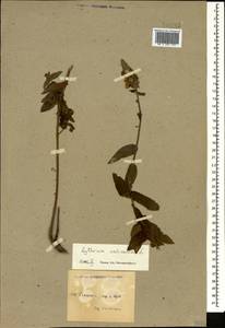 Lythrum salicaria L., Caucasus, Azerbaijan (K6) (Azerbaijan)