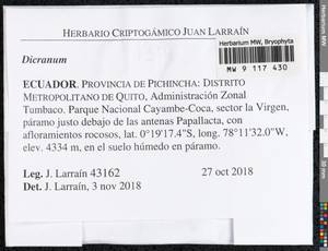 Dicranum, Bryophytes, Bryophytes - America (BAm) (Ecuador)