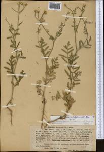 Turgenia latifolia (L.) Hoffm., Middle Asia, Western Tian Shan & Karatau (M3) (Kazakhstan)