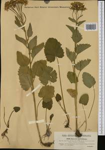 Jacobaea subalpina (W. D. J. Koch) Pelser & Veldkamp, Western Europe (EUR) (Austria)