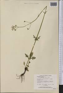 Valeriana dioica L., America (AMER) (Canada)