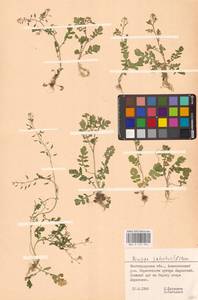 Rorippa palustris (L.) Besser, Eastern Europe, Lower Volga region (E9) (Russia)