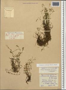 Minuartia setacea, Caucasus, North Ossetia, Ingushetia & Chechnya (K1c) (Russia)