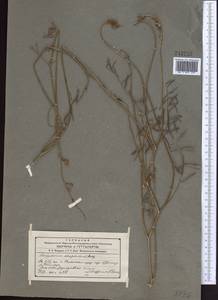 Hedysarum songoricum Bong., Middle Asia, Western Tian Shan & Karatau (M3) (Kyrgyzstan)