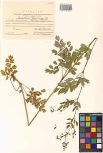 Thalictrum minus subsp. elatum (Jacq.) Stoj. & Stef., Siberia, Russian Far East (S6) (Russia)