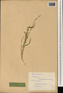 Echinochloa crus-galli (L.) P.Beauv., South Asia, South Asia (Asia outside ex-Soviet states and Mongolia) (ASIA) (China)