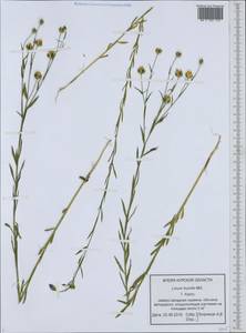 Linum usitatissimum L., Eastern Europe, Central forest-and-steppe region (E6) (Russia)
