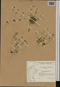 Teesdalia nudicaulis (L.) W.T. Aiton, Western Europe (EUR) (Denmark)