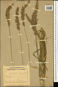 Calamagrostis arundinacea (L.) Roth, Caucasus, Armenia (K5) (Armenia)