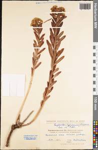 Euphorbia stepposa Zoz ex Prokh., Eastern Europe, North Ukrainian region (E11) (Ukraine)