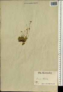 Brassicaceae, South Asia, South Asia (Asia outside ex-Soviet states and Mongolia) (ASIA) (Turkey)