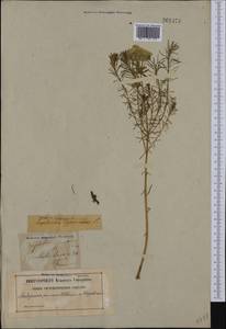 Euphorbia cyparissias L., Western Europe (EUR) (Sweden)