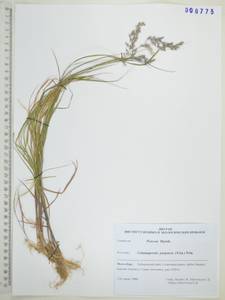 Calamagrostis purpurea (Trin.) Trin., Siberia, Russian Far East (S6) (Russia)